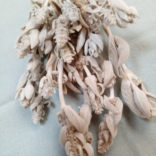 ラムズイヤー・ドライフラワー ＊20本セット＊ 2022年度産 ドライ