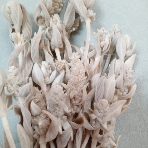 ラムズイヤー・ドライフラワー ＊20本セット＊ 2022年度産 ドライ