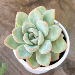 アマビレ 多肉植物 多肉植物 kanomarihome 通販 14494844｜Creema