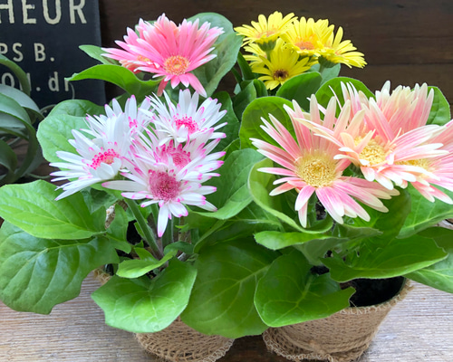 ガーベラ2個セット♡カラフル♡ガーデニング♡花壇に♡ アートフラワー