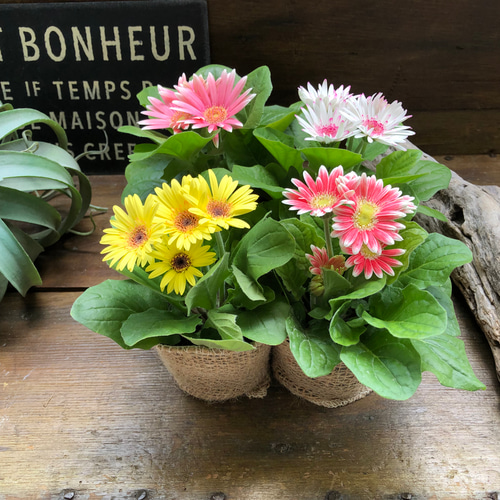 ガーベラ2個セット♡カラフル♡ガーデニング♡花壇に♡ アートフラワー