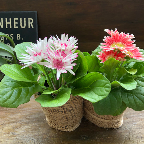 ガーベラ2個セット♡カラフル♡ガーデニング♡花壇に♡ アート