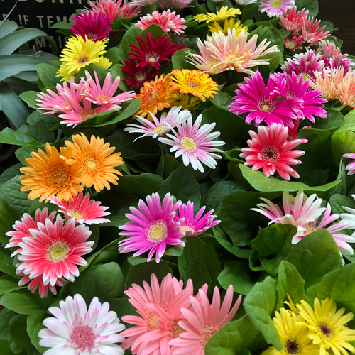 ガーベラ2個セット♡カラフル♡ガーデニング♡花壇に♡ アートフラワー