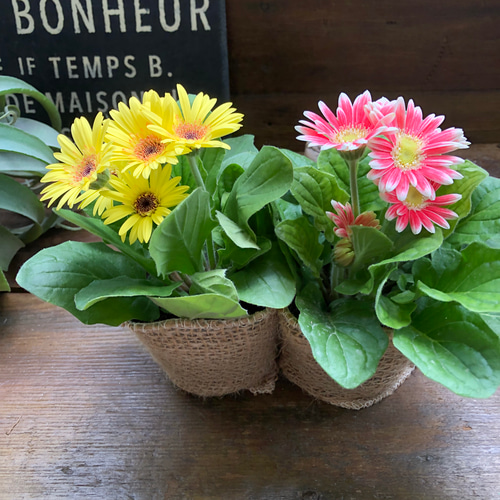 ガーベラ　2本セット ガーベラ2個セット♡カラフル♡ガーデニング♡花壇に♡ アート