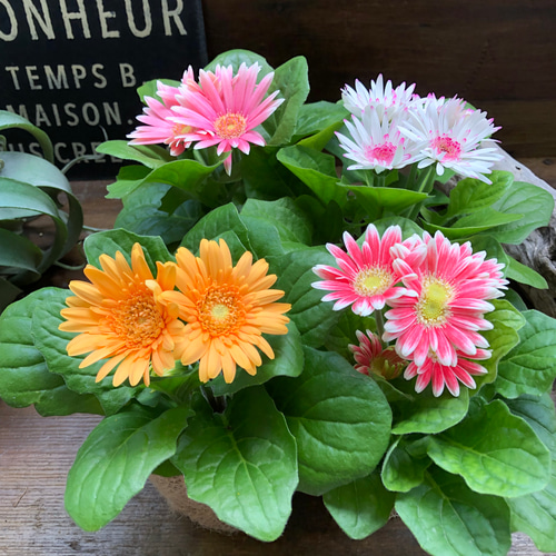 ガーベラ　2本セット ガーベラ2個セット♡カラフル♡ガーデニング♡花壇に♡ アート