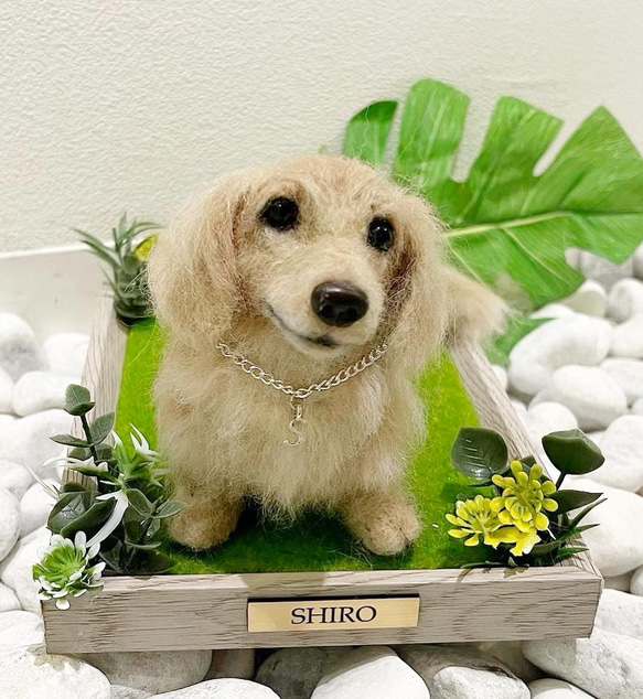 ♡おしゃれダックスオーダーページ① ♡おしゃれダックスオーダーページ①