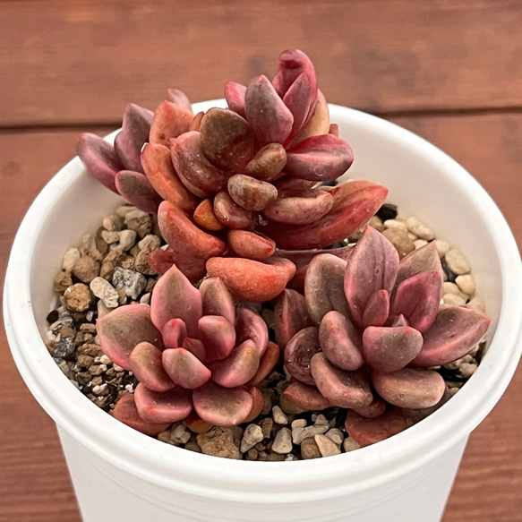 チョコレート錦 多肉植物 多肉植物 kanomarihome 通販 14497008 チョコレート錦 多肉植物 多肉植物 kanomarihome 通販 14497008