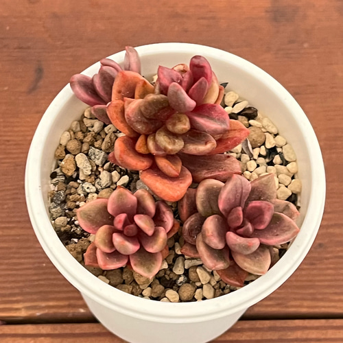 その他多肉植物 CHOCO 楽天市場】多肉植物 チョコレート錦 2.5号サイズ 苗 タニク