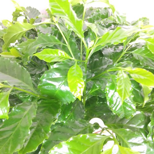 現品】コーヒーの木【ブルーマウンテン】 珍しい人気観葉植物 大