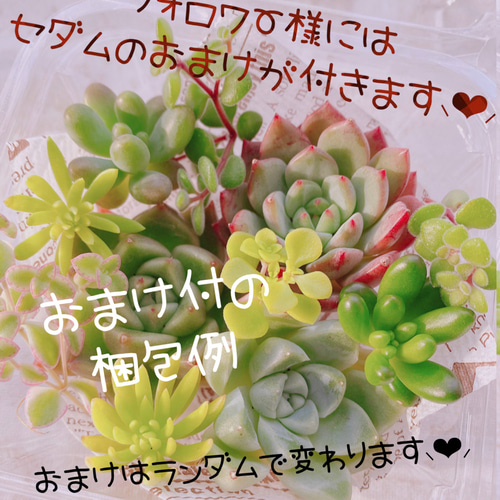 送料無料♡♡18.多肉植物 エケベリア 韓国苗 新品種ピンクハニーHyb