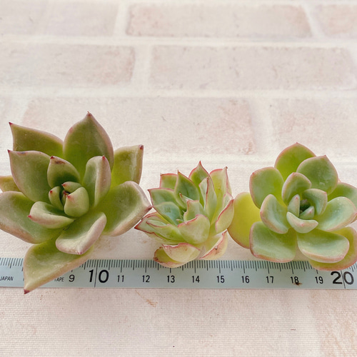 送料無料♡♡18.多肉植物 エケベリア 韓国苗 新品種ピンクハニーHyb