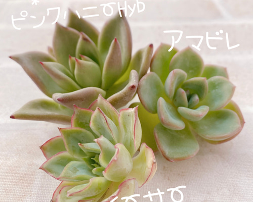送料無料♡♡18.多肉植物 エケベリア 韓国苗 新品種ピンクハニーHyb
