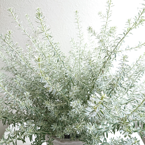 ○限定○ シルバーリーフ ”ウエストリンギア 斑入り 大株（幅35