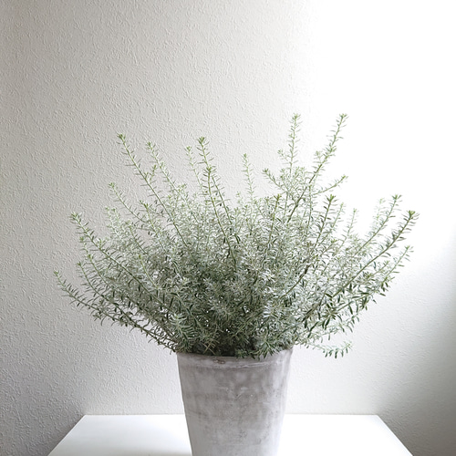 ○限定○ シルバーリーフ ”ウエストリンギア 斑入り 大株（幅35㎝～：L