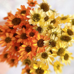 スターフラワーブロッサム ミルクティーブラウン ヘッド 30個 花材