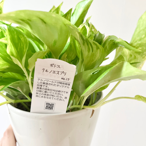 新品種 ポトス 【テルノエスプリ】観葉植物 室内 #12 その他