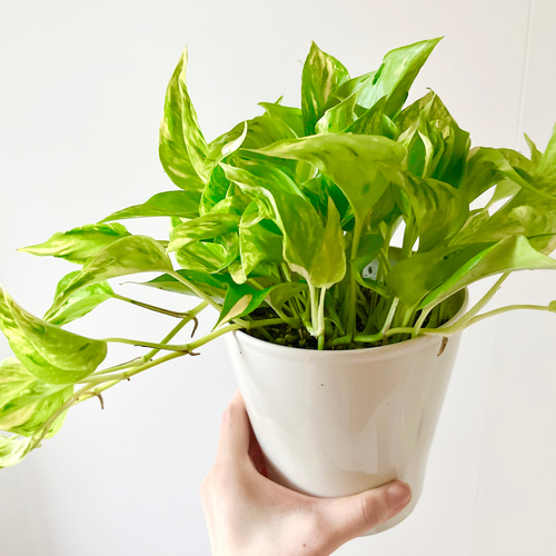 新品種 ポトス 【テルノエスプリ】観葉植物 室内 #12 その他