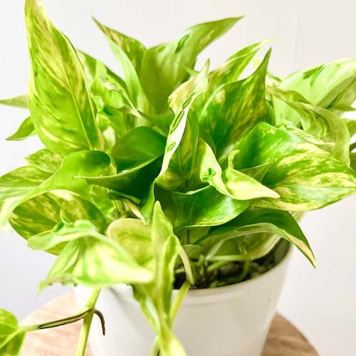新品種 ポトス 【テルノエスプリ】観葉植物 室内 #12 その他