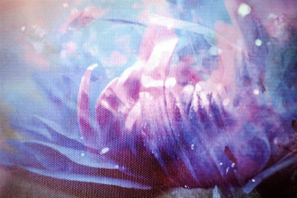 「花の目覚め」　アート　カンバス　キャンバスプリント　写真　コンパクト　インテリア　花　癒し　紫　雑貨　プリント　光 2枚目の画像