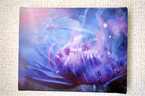 「花の目覚め」　アート　カンバス　キャンバスプリント　写真　コンパクト　インテリア　花　癒し　紫　雑貨　プリント　光 3枚目の画像