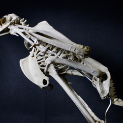 【受注生産】 クマタカ　17cm縮小全身骨格模 3枚目の画像