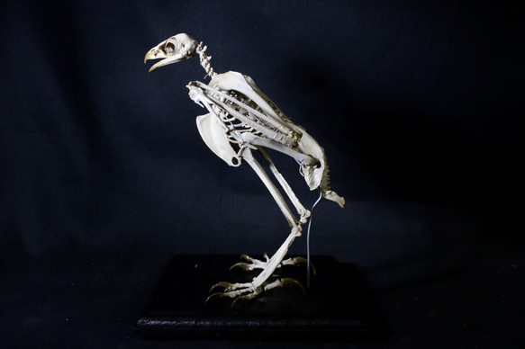 【受注生産】 クマタカ　17cm縮小全身骨格模 2枚目の画像