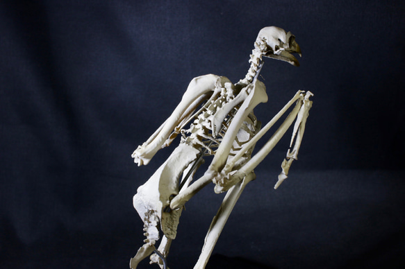 【受注生産】 クマタカ　17cm縮小全身骨格模 4枚目の画像