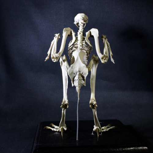 骨格模型　９つセット ニホンジカ 大きめサイズ！29cm縮小全身骨格レプリカ | アンフィ