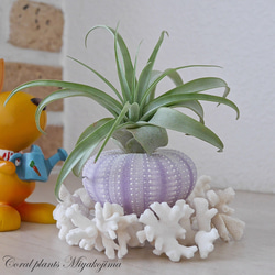 ・受付中・　海　波　エアープランツ　リメ缶　貝殻　貝　シェル　多肉　フルオーダー 受付中・ 海 波 エアープランツ リメ缶 貝殻 貝 シェル 多肉 フル