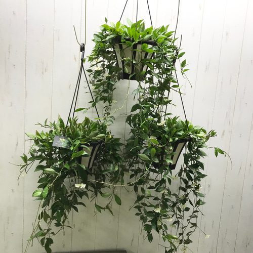 花芽株！ Hoya lacunosa ホヤ ラクノーサ 吊り鉢 その他インテリア雑貨