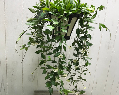 【当店一番人気】 165dee4d1ff02b51f79b6a4ba8d4a9 その他観葉植物