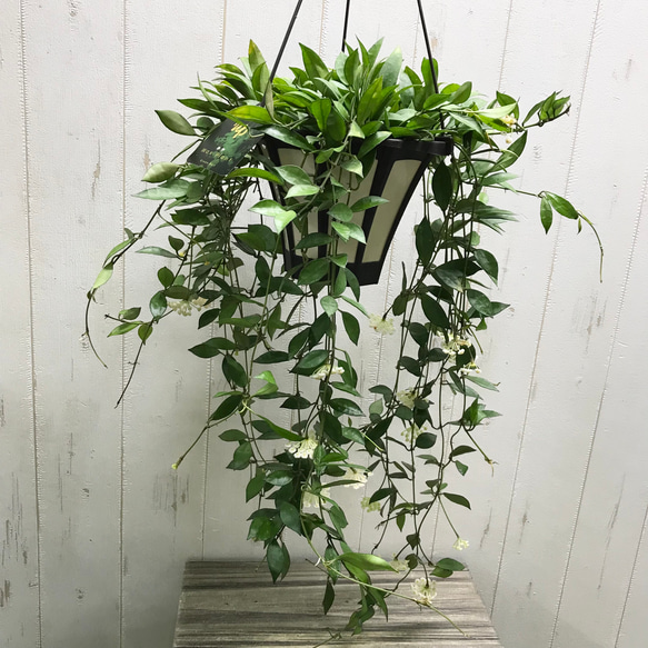 Hoya Lacunosa Violet - Etsy