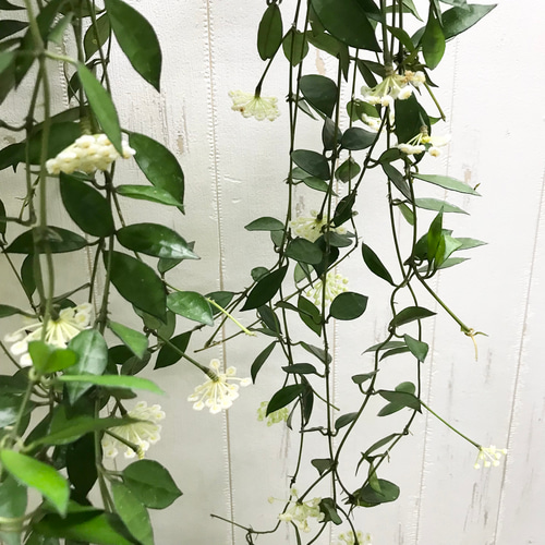 Hoya lacunosa Louisa's Silver 3.5号吊り鉢 Hoya lacunosa Louisa's