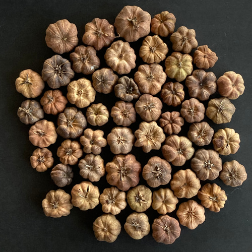 ミニカボチャ 60個 プッカポッド 木の実 ハロウィン リース パンプキン