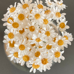 スターフラワーブロッサム ミルクティーブラウン ヘッド 30個 花材