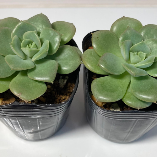 多肉植物 韓国苗 ニクサナ錦 3個セット 現品のみ 多肉植物 韓国苗3個セット 届いてからのお楽しみ韓国苗福袋 エケベリア