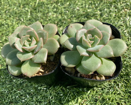 多肉植物　緑ボタン　2カット(カットに付き根っこ有りません) 多肉植物 緑ボタン 2カット(カットに付き根っこ有りません) 多肉植物緑