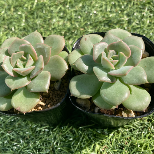 SOLD ニクサーナ みどり牡丹 厳選韓国苗 名前付き 多肉植物 〜Green