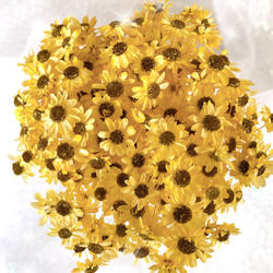 スターフラワーミニ　ひまわり加工　30個　ヘッド　ハーバリウム　レジン　向日葵 1枚目の画像