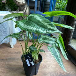 観葉植物】スキスマトグロッティス ワリシー 5号 821 送料無料 その他