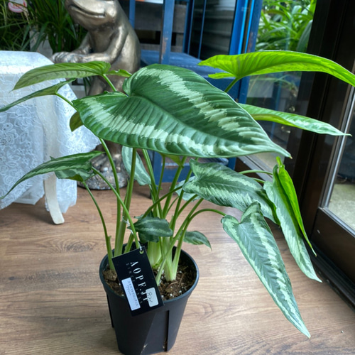 観葉植物】スキスマトグロッティス ワリシー 5号 821 送料無料