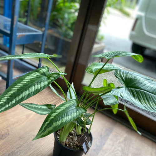 観葉植物】スキスマトグロッティス ワリシー 5号 821 送料無料