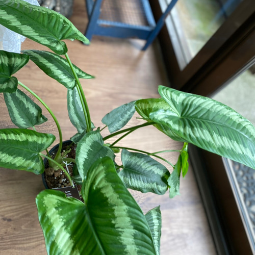 観葉植物】スキスマトグロッティス ワリシー 5号 821 送料無料 その他