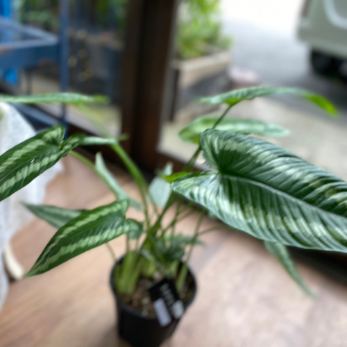 観葉植物】スキスマトグロッティス ワリシー 5号 821 送料無料 その他