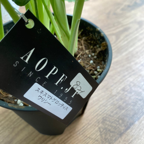 スキスマトグロッティス：ワリシー 5号鉢植え の通販 | 園芸ネット