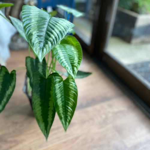 観葉植物】スキスマトグロッティス ワリシー 5号 821 送料無料 その他