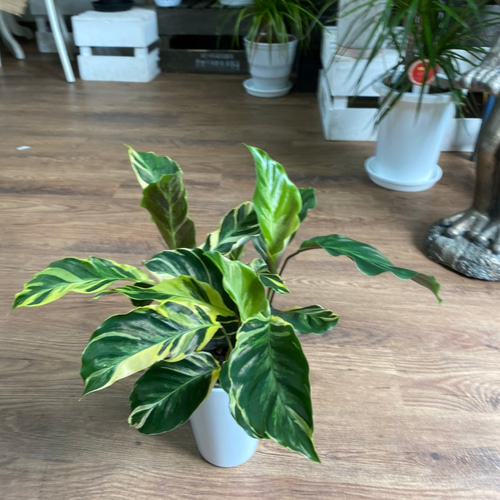 カラテアエンペラー（サンプル） カラテア『エンペラー』 1ポット | Planet Plants プラネット