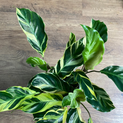 観葉植物】カラテア エンペラー 4号 822 送料無料 その他