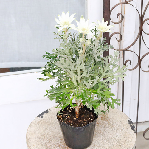 4/11まで専用  エスパドリーユ フラワーモチーフ ホワイト Wall Art Decor White Ceramic Flower - Handcrafted Home Decor
