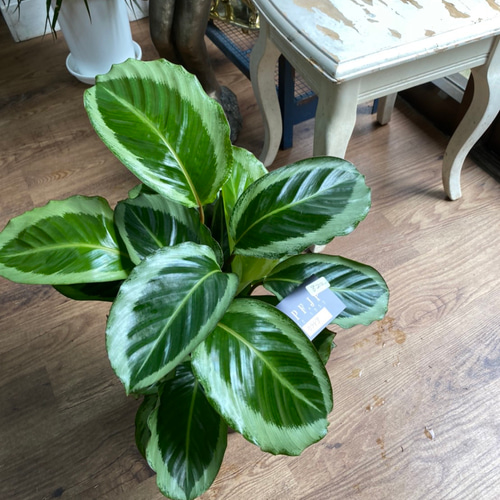 観葉植物】カラテア ロゼオピクタ マリア 5号 822 送料無料 その他